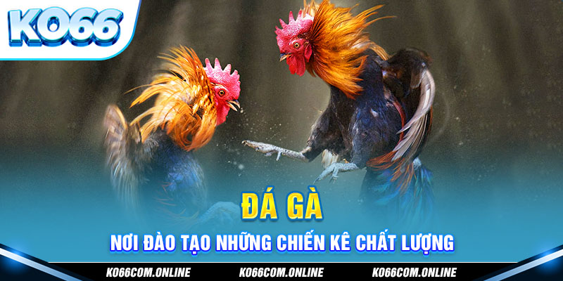 Đá gà Ko66 nổi bật nhờ những chiến kê 