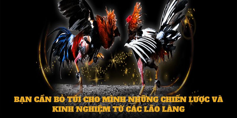 Bạn cần bỏ túi cho mình những chiến lược và kinh nghiệm từ các lão làng