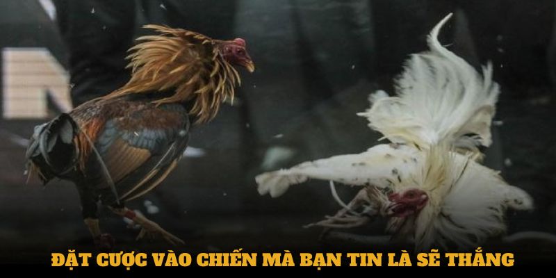 Đặt cược vào chiến mà bạn tin là sẽ thắng