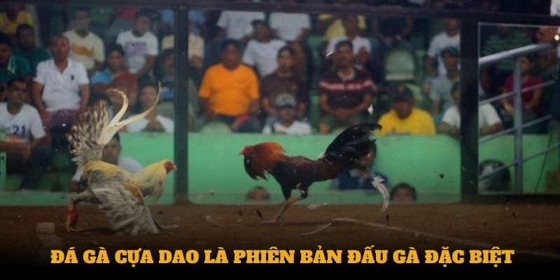 Đá gà cựa dao là phiên bản đấu gà đặc biệt hấp dẫn