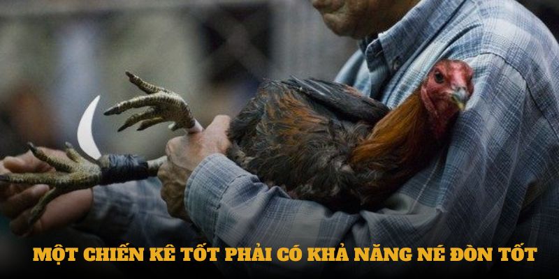 Một chiến kê tốt phải có khả năng né đòn tốt