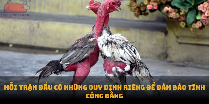 Mỗi trận đấu có những quy định riêng để đảm bảo tính công bằng