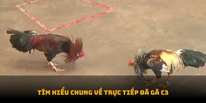 Tìm hiểu chung về trực tiếp đá gà c3