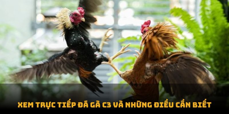 Xem trực tiếp đá gà c3 và những điều cần biết