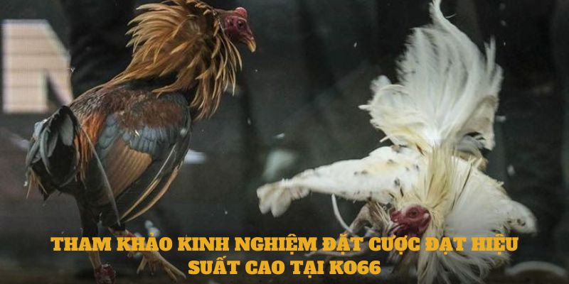 Tham khảo kinh nghiệm đặt cược đạt hiệu suất cao tại Ko66