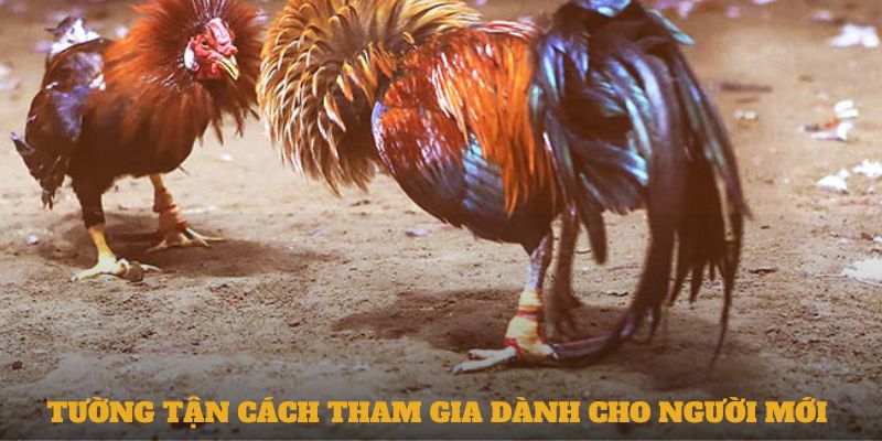 Tường tận cách tham gia dành cho người mới 